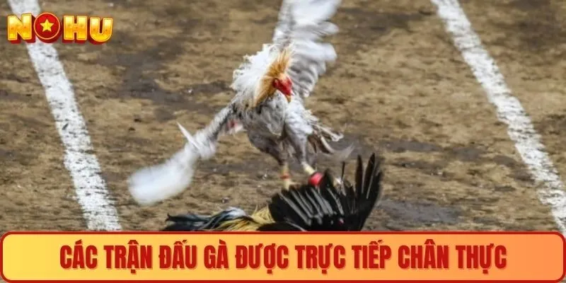 Các trận đấu gà được trực tiếp chân thực