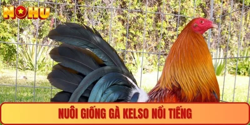 Nuôi giống gà Kelso nổi tiếng