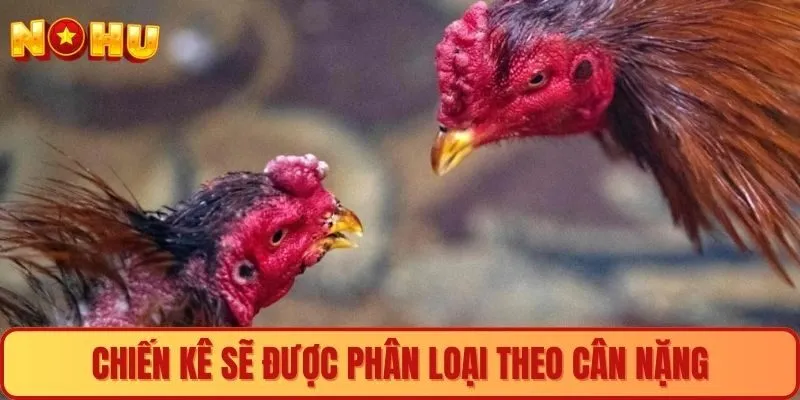 Chiến kê sẽ được phân loại dựa vào cân nặng