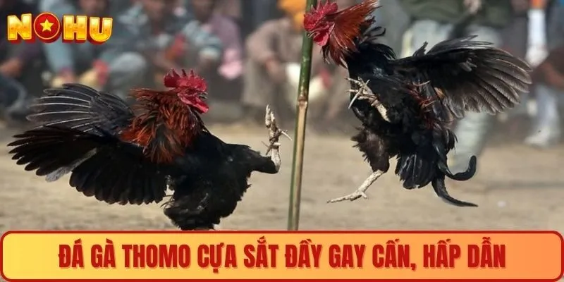 Đá gà Thomo cựa sắt đầy gay cấn, hấp dẫn