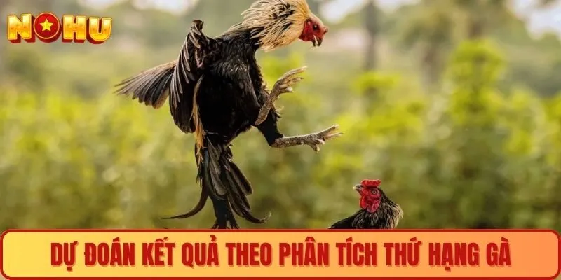 Dự đoán kết quả theo phân tích thứ hạng gà