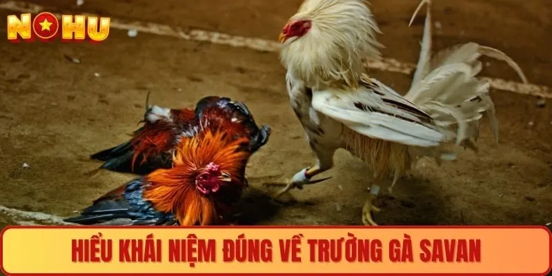 Hiểu khái niệm đúng về trường gà Savan