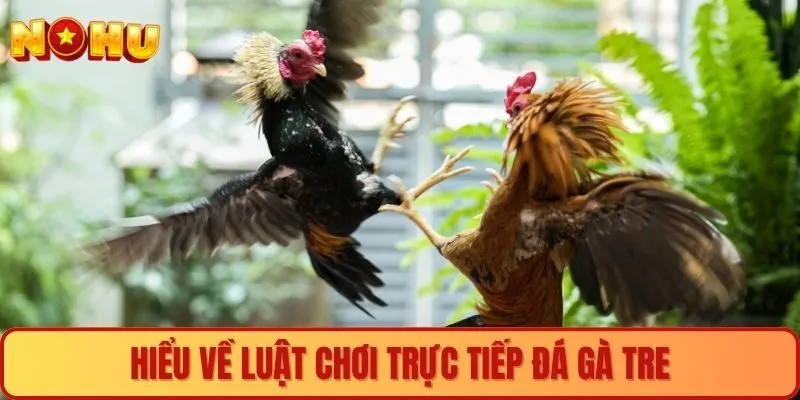 Hiểu về luật chơi trực tiếp đá gà tre