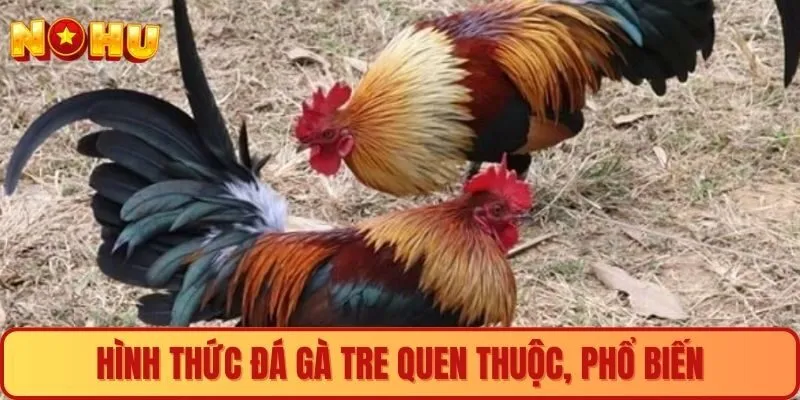 Hình thức đá gà tre quen thuộc, phổ biến