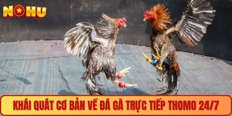 Khái quát cơ bản về đá gà trực tiếp thomo 24/7