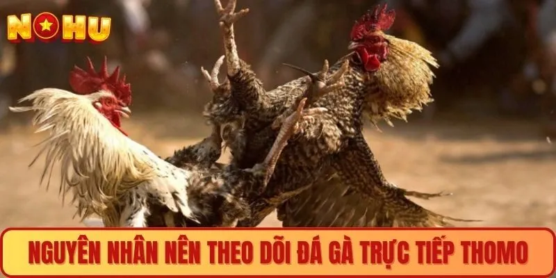 Nguyên nhân nên theo dõi đá gà trực tiếp Thomo