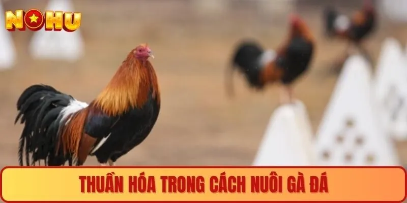 Thuần hóa trong cách nuôi gà đá