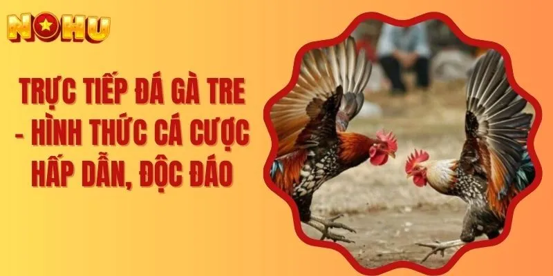 Trực Tiếp Đá Gà Tre – Hình Thức Cá Cược Hấp Dẫn, Độc Đáo