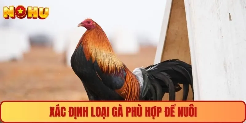 Xác định loại gà phù hợp để nuôi